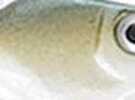 Sworming Hornet Fishhead Shake 1/4Oz Arkansas Shiner Md#: 301