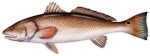 Salty Bones Profile Fish Decal 13-3/4In X 4-3/4In RedFish Md#: BPF2477