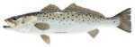 Salty Bones Profile Fish Decal 13-3/4In X 4-3/4In Speckled Trout Md#: BPF2501