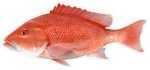 Salty Bones Profile Fish Decal 13-3/4In X 4-3/4In Red Snapper Md#: BPF2505